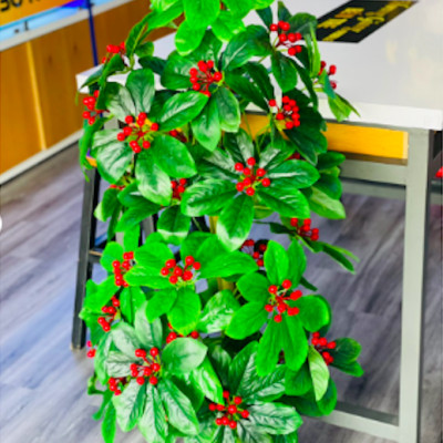 Cây kim ngân lượng giả - Size từ 70cm đến 160cm - Cây giả, hoa lụa Decor trang trí nhà cửa