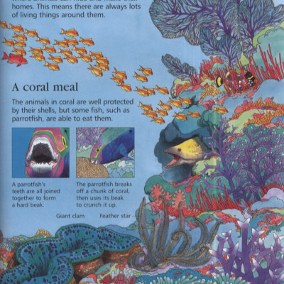 Sách tiếng Anh - 1St Encyclopedia Seas Oceans