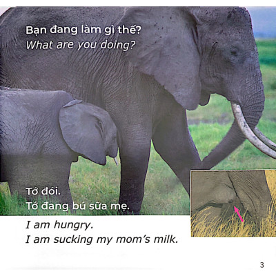 Gõ Cửa Thiên Nhiên: Bạn Đang Làm Gì Thế? Chăm Chỉ - What Are You Doing?