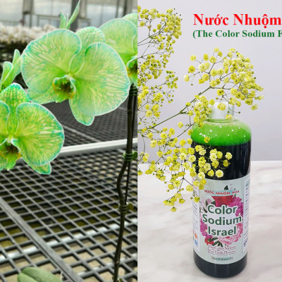 NƯỚC MÀU NHUỘM HOA LAN CHẬU DẠNG NƯỚC MÀU "ĐẶC BIỆT" CHAI 1L CÔNG NGHỆ ISRAEL GIÚP ĐỔI MÀU LAN HỒ ĐIỆP TRỒNG CHẬU (CHAI 1L NHUỘM TRÊN 300 CHẬU)