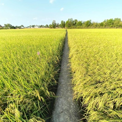 Gạo ST25 Vinaseed Túi 5Kg - Đặc Sản Sóc Trăng, Sản Xuất Từ Vùng Lúa Tôm - Cơm mềm dẻo, vị đậm ngọt, thơm đặc trưng