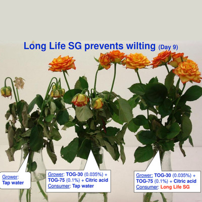 Bột Dưỡng Hoa Hồng Lâu Tàn (Set 10 hộp 1 hộp 10 gói tiết kiệm) giúp hoa luôn tươi mới, cánh hoa hồng cứng cáp gấp 2 lần và trong 14 ngày không thối nước hay cắt tỉa gốc hoa (hiệu Longlife nhập khẩu Israel)