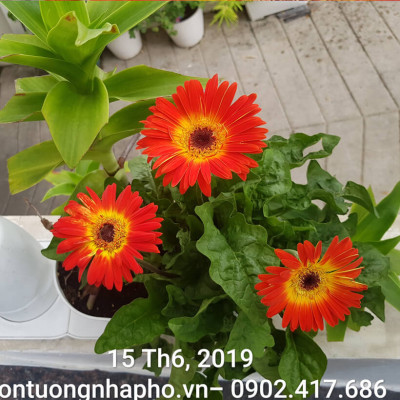 2 SET Trồng Rau Tự Dưỡng cao cấp Nhập Khẩu Bồ Đào Nha Basic dành cho người bận rộn không có thời gian tưới rau hàng ngày 