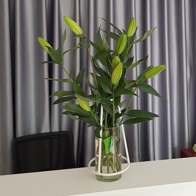 BỘT DƯỠNG HOA LONGLIFE SG CỦA ISRAEL (COMBO 5 KG) BÍ QUYẾT GIỮ HOA TƯƠI LÂU GẤP 2 LẦN DÀNH SHOP HOA BẢO QUẢN HOA CẮM BÌNH, HOA CẮM XỐP TƯƠI LÂU VÀ KHÔNG THAY HOA ĐỊNH KỲ THÁNG