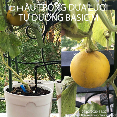 Chậu KIT Trồng Rau Tự Động Tưới Và Tự Dưỡng tại nhà Basic M (Size lớn) nhập khẩu Bồ Đào Nha dành cho người bận rộn