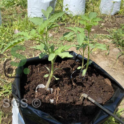 Viên Nén Xơ Dừa Trồng Dưa Lưới Thông Minh nông nghiệp SGS giúp cây con sống khỏe và phát triển bền vững