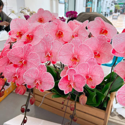 NƯỚC MÀU NHUỘM HOA LAN CHẬU DẠNG NƯỚC MÀU "ĐẶC BIỆT" CHAI 1L CÔNG NGHỆ ISRAEL GIÚP ĐỔI MÀU LAN HỒ ĐIỆP TRỒNG CHẬU (CHAI 1L NHUỘM TRÊN 300 CHẬU)