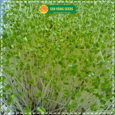 Hạt Giống Rau Mầm Bông Cải Xanh Broccoli - Hạt chắc, nảy mầm khỏe, siêu dinh dưỡng - HẠT GIỐNG SEN VÀNG