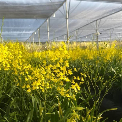 Set 2kg Dung Dịch Xử Lý Hoa Lan Vũ Nữ Tươi Lâu Longlife SG Israel - Food For Cut Flower (1kg pha được 100L dung dịch) là dung dịch trong TIP Nhựa bảo quản Hoa Lan Vũ Nữ cắt cành tươi lâu