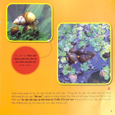 Bí Ẩn Thế Giới Loài Vật - Thân Mềm Và Giáp Xác (Tái Bản 2024)