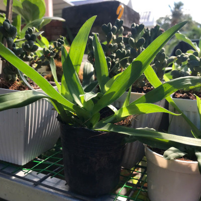 Cây Thảo Linh Chi – Cây Bao Tử, Cây Dạ Dày Giống – Giao Cây Thật Đúng Video