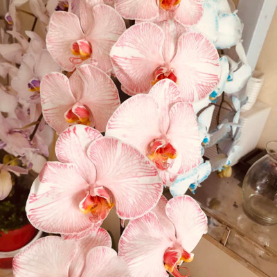 NƯỚC MÀU NHUỘM HOA LAN CHẬU DẠNG NƯỚC MÀU "ĐẶC BIỆT" CHAI 1L CÔNG NGHỆ ISRAEL GIÚP ĐỔI MÀU LAN HỒ ĐIỆP TRỒNG CHẬU (CHAI 1L NHUỘM TRÊN 300 CHẬU)