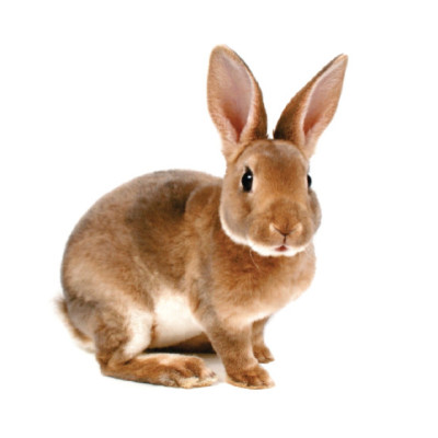 Sách - Flashcard Thế giới quanh em - Giáo dục theo phương pháp Glenn Doman