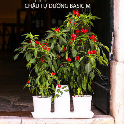 Chậu KIT Trồng Rau Tự Động Tưới Và Tự Dưỡng tại nhà Basic M (Size lớn) nhập khẩu Bồ Đào Nha dành cho người bận rộn
