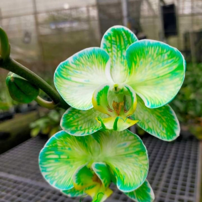 NƯỚC MÀU NHUỘM HOA LAN CHẬU DẠNG NƯỚC MÀU "ĐẶC BIỆT" CHAI 1L CÔNG NGHỆ ISRAEL GIÚP ĐỔI MÀU LAN HỒ ĐIỆP TRỒNG CHẬU (CHAI 1L NHUỘM TRÊN 300 CHẬU)