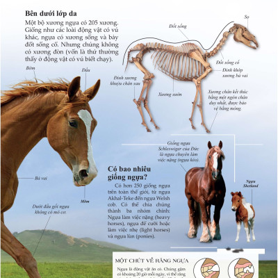 Bách Khoa Tri Thức Về Khám Phá Thế Giới Cho Trẻ Em - Horses And Ponies - Loài Ngựa