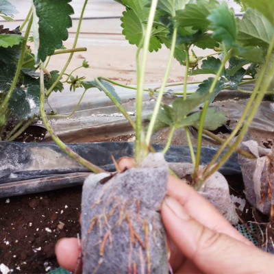 Viên Nén Xơ Dừa Trồng Ngó Dâu Thông Minh SGS (set 100 viên) đã bao gồm phân bón hữu cơ cho cây phát triển tốt trong 30 ngày