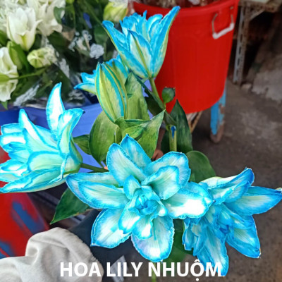 Xử lý Hoa Lily không nở trong 15 ngày tại nhà vườn trồng hoa Growers nhập khẩu Israel TOG đậm đặc Combo pha 1.000L dung dịch