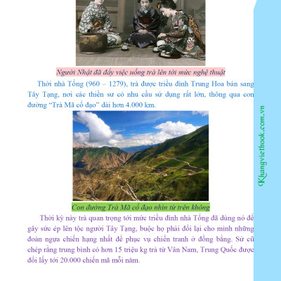 Bí Quyết Thành Công Kĩ Thuật Trồng Trà Xanh Hiệu Quả - KV