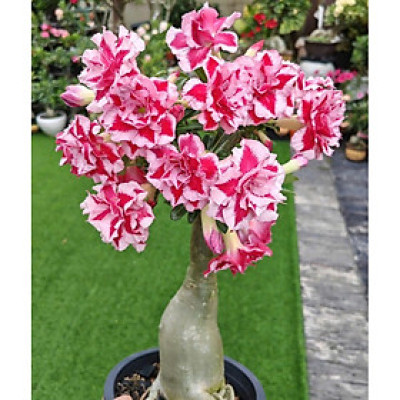 Hạt giống hoa sứ kép Thái Lan - Bịch 10 hạt – Mã số 2043