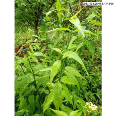 CHUẨN 5 Cây giống bìm bịp - Mảnh Cọng - Xương Khỉ