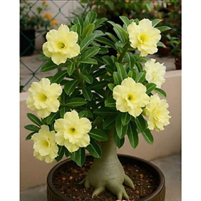 Hạt giống hoa sứ kép Thái Lan - Bịch 10 hạt – Mã số 1959