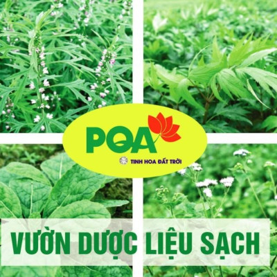 Viên nang Bát Tiên Trường Thọ PQA Giúp Bồi Bổ Thận Âm, Mạnh Gân Cốt Và Tăng Cường Sức Khỏe Hộp 30 Viên