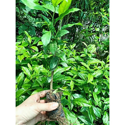 Combo 5 cây giống xạ đen