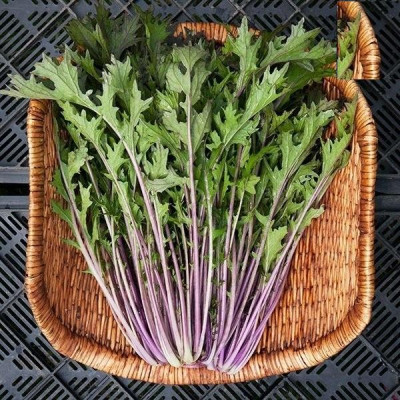 Hạt giống rau cải đuôi phụng đỏ CT343 - Gói 20gram