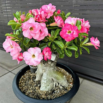 Hạt giống hoa sứ kép Thái Lan - Bịch 10 hạt – Mã số 1946