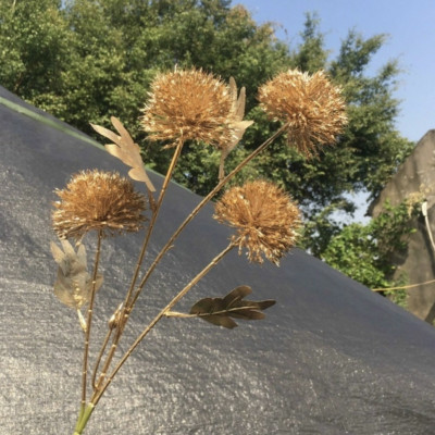 Cành lá rẻ quạt, tai chuột, cành đào đông giả phủ vàng mix đào đông siêu đẹp.