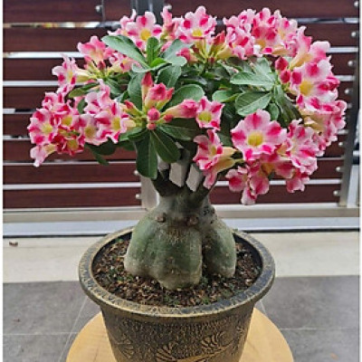 Hạt giống hoa sứ kép Thái Lan - Bịch 10 hạt – Mã số 1950