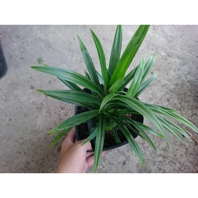 Cây lá dứa ( cây lá nếp ) - cây cảnh vườn + tặng phân bón cho cây