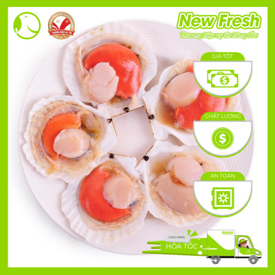 Sò Điệp Nhật Nửa Mảnh Size Nhỏ - Túi 1Kg