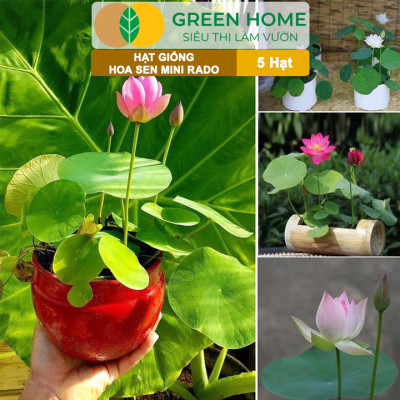 Hạt Giống Hoa Sen Mini Rado GreenHome, Gói 5 Hạt, Nhiều Màu, Dễ Trồng, Dễ Chăm, Nảy Mầm Tốt H21