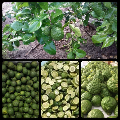 Tinh dầu Chanh tươi (Chanh Thái) 10ml Mộc Mây - tinh dầu thiên nhiên nguyên chất 100% - chất lượng và mùi hương vượt trội - Có kiểm định