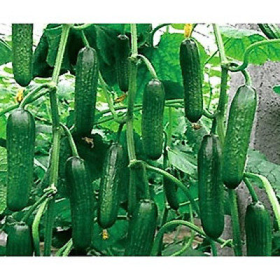 Hạt giống dưa chuột baby 10 hạt (dưa chuột chùm)