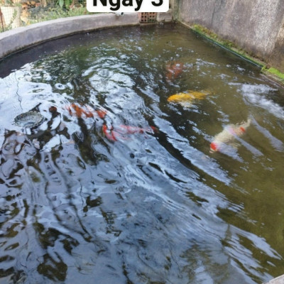 Đèn UV 200W AQUA SUV+ Diệt Khuẩn, Rêu Tảo Hồ Cá Koi , Xử Lý Nước Thải, Nước Sinh Hoạt Trong 7 Ngày