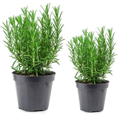 Hạt giống cây Hương Thảo Rosemary - Mê điệt hương VTS191