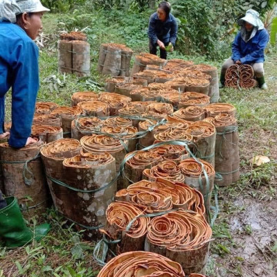 Tinh dầu Quế nguyên chất 100% từ thiên nhiên, thơm phòng, đuổi muỗi, xông phòng, khử mùi, giải cảm - KingOil
