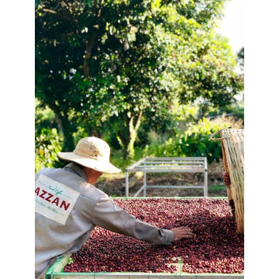 Azzan Special Blend (Robusta & Arabica) thuần chủng, lựa tay - Sản phẩm hộp cao cấp, quà tặng cho người thân