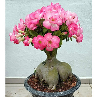 Hạt giống hoa sứ kép Thái Lan - Bịch 10 hạt – Mã số 1949