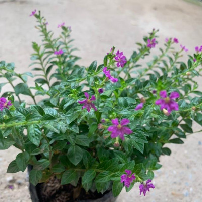  Cây cẩm tú mai nhiều thân nhánh xum xuê phù hợp trồng trang trí  cảnh quan, sân vườn và công viên