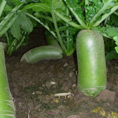 Hạt giống Củ cải xanh  - củ Cải đường cao sản củ to giòn ngọt VTP67