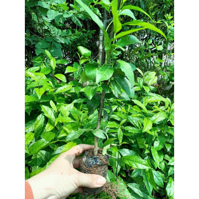 Combo 5 cây giống xạ đen