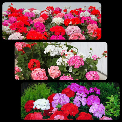 Tinh dầu Hoa Phong Lữ 10ml Mộc Mây - tinh dầu thiên nhiên nguyên chất 100% - chất lượng vượt trội - mùi hương nồng nàn, quyến rũ, kích thích, hưng phấn - Có kiểm định