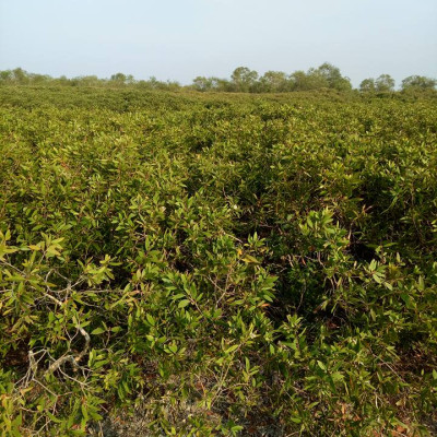 Tinh dầu Tràm Organic hữu cơ 50ml Mộc Mây - tinh dầu thiên nhiên nguyên chất 100% - dùng xông tắm ngừa cảm lạnh, giảm côn trùng cắn đốt cho Bé, Trẻ sơ sinh và Trẻ nhỏ | An toàn cho làn da nhạy cảm của Bé