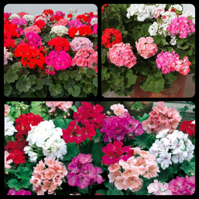 Tinh dầu Hoa Phong Lữ 10ml Mộc Mây - tinh dầu thiên nhiên nguyên chất 100% - chất lượng vượt trội - mùi hương nồng nàn, quyến rũ, kích thích, hưng phấn - Có kiểm định