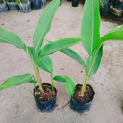 Cây chuối thiên điểu - cây chuối mỏ két