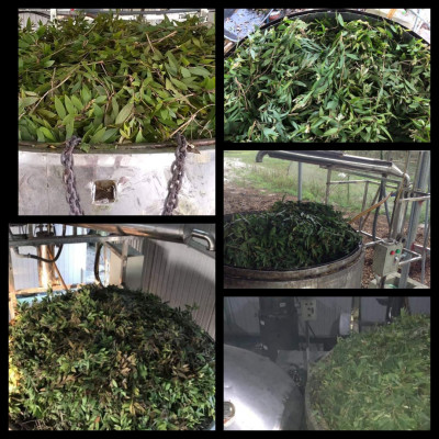 Tinh dầu Tràm Organic hữu cơ 50ml Mộc Mây - tinh dầu thiên nhiên nguyên chất 100% - dùng xông tắm ngừa cảm lạnh, giảm côn trùng cắn đốt cho Bé, Trẻ sơ sinh và Trẻ nhỏ | An toàn cho làn da nhạy cảm của Bé